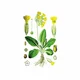 Jagorčevina - Jaglika (Primula officinalis), 100g