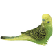 Bullyland Budgerigar zelena
