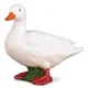 COLLECTA raca