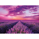 Clementoni slagalica Lavender Field, 1000 komada (39606)