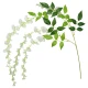 ginger ray glicinija white