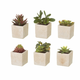 Umetne rastline v kompletu 6 ks (višina 9,5 cm) Cactus – Casa Selección