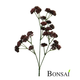 Sedum veja temno vijolična 63 cm - zelena - 50 do 75 cm