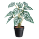 Modern Living Umetna Rastlina Syngonium Ii -Paz-