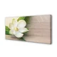 tulup.si Slika na platnu Bele magnolije 100x50 cm
