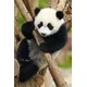 Dino Puzzle Živali - Panda 54 kosov