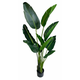 Shishi Strelitzia zelena, višina 160 cm