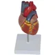 Anatomski model človeškega srca 1:1, razstavljiv, izobraževalni, za učenje RESTEQ