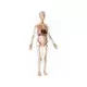 PERTINI Anatomija trudne žene