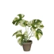 Umetno cvetje Monstera, zeleno-pisana