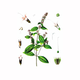 Nana (Mentha piperita), 100g