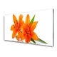 tulup.si Stenska plošča za kuhinjo Orange rastlin cvetje 100x50 cm