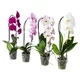 PHALAENOPSIS Lončnica, orhideja/stopničasto 1 steblo, 12 cm