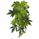 Abutilon Silk Medium - rastlina za terarij