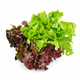 ZRNO Salanova salate mix HR EKO, (3859893199707)