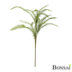 Praprot mix veja 60 cm - 50 do 75 cm