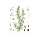 Ruzmarin (Rosmarinus officinalis), 100g