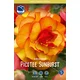 Čebulice Begonija Picotee Sunburst, 3 kosi