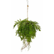 Shishi Viseča praprot zelena 75 cm