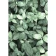 shumee Ob_L_180 Diamantna slika 30x40 - Narava, Listi