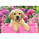 Castorland puzzle 300 kom - štene labradora u rozoj kutiji