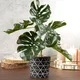 Umetna rastlina monstera v lončku 38cm