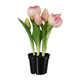 Veštačka Biljka Tulpe