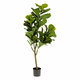 Umetni fikus (višina 150 cm) Lyrata – Kave Home