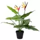 vidaXL Umetna rastlina Strelitzia Zelena 65 x 13 x 55 cm
