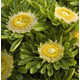 Flora Ekspres Seme cveća, Aster zelena zvezda-Callistephus (aster) chinensis hulk
