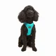Paws & Whiskers Am za pse Air-Mesh, Svetloplavi