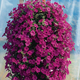 Flora Ekspres Seme cveća, Surfinija purpurna-Petunia p.E.Wave Purple