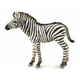 Zebra źrebię