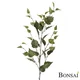 Breza veja 90 cm - zelena - 76 do 100 cm