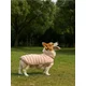 Sinsay - Kostim za psa - pastelno roze