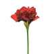 Amarilis 63 cm rdeče barve - rdeča - 50 do 75 cm