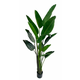 Shishi Strelitzia zelena, višina 190 cm