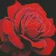 Rayher. Diamantni mozaik, Red rose, 40x40 cm