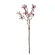 Magnolija veja vijolična 70 cm visoka. 9 cvetov inpopkov