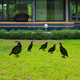 WALLXPERT Dekorativni set Quails
