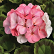 Flora Ekspres Seme cveća, Muškatla stojeća Od bele do roze-Pelargonium h. Pinto white to rose